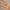 Anti-Tarnish 18K Gold Plated Starfish & Shell Adjustable Ring for Women